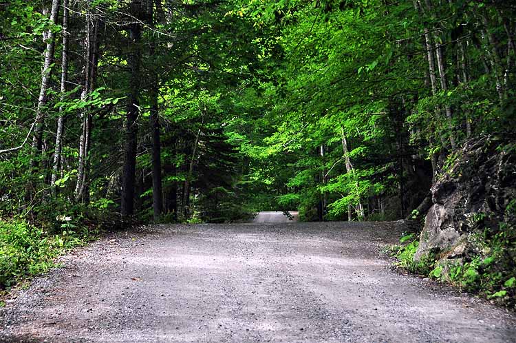 forested road